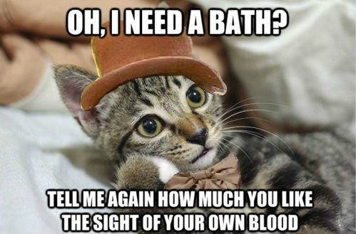 funny-cat-Wonka-meme.jpg