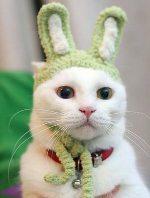 this is not a photo of mine, and i possess no cats