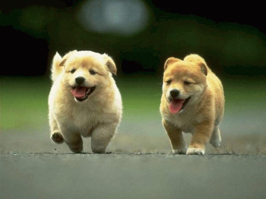 animal_13[1].jpg