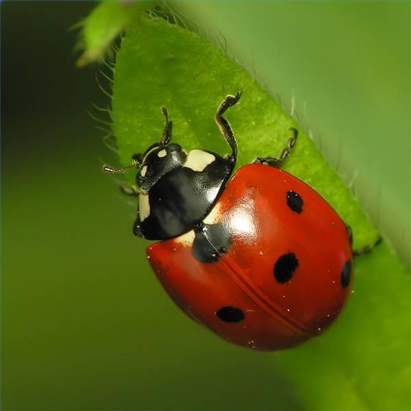 beneficial_insect[1].jpg