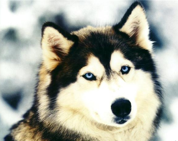 wolf.jpg