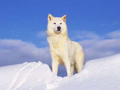 white wolf2.jpg