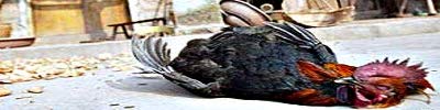Banner.jpg