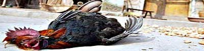 Banner.rev.jpg