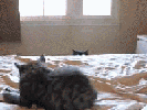 Anim-10.gif