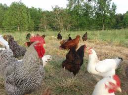 My Hens